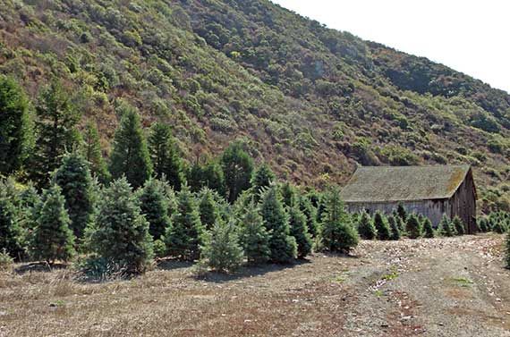 hillside with pine trees and a rustic barn