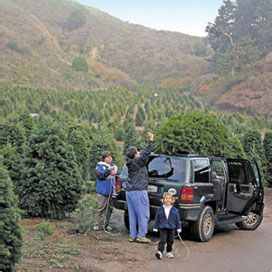 customers tying their tree on top of their suv