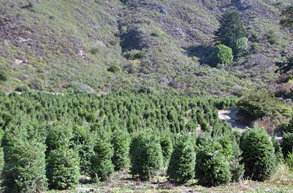 christmas trees growing in a large field in front of a mountain