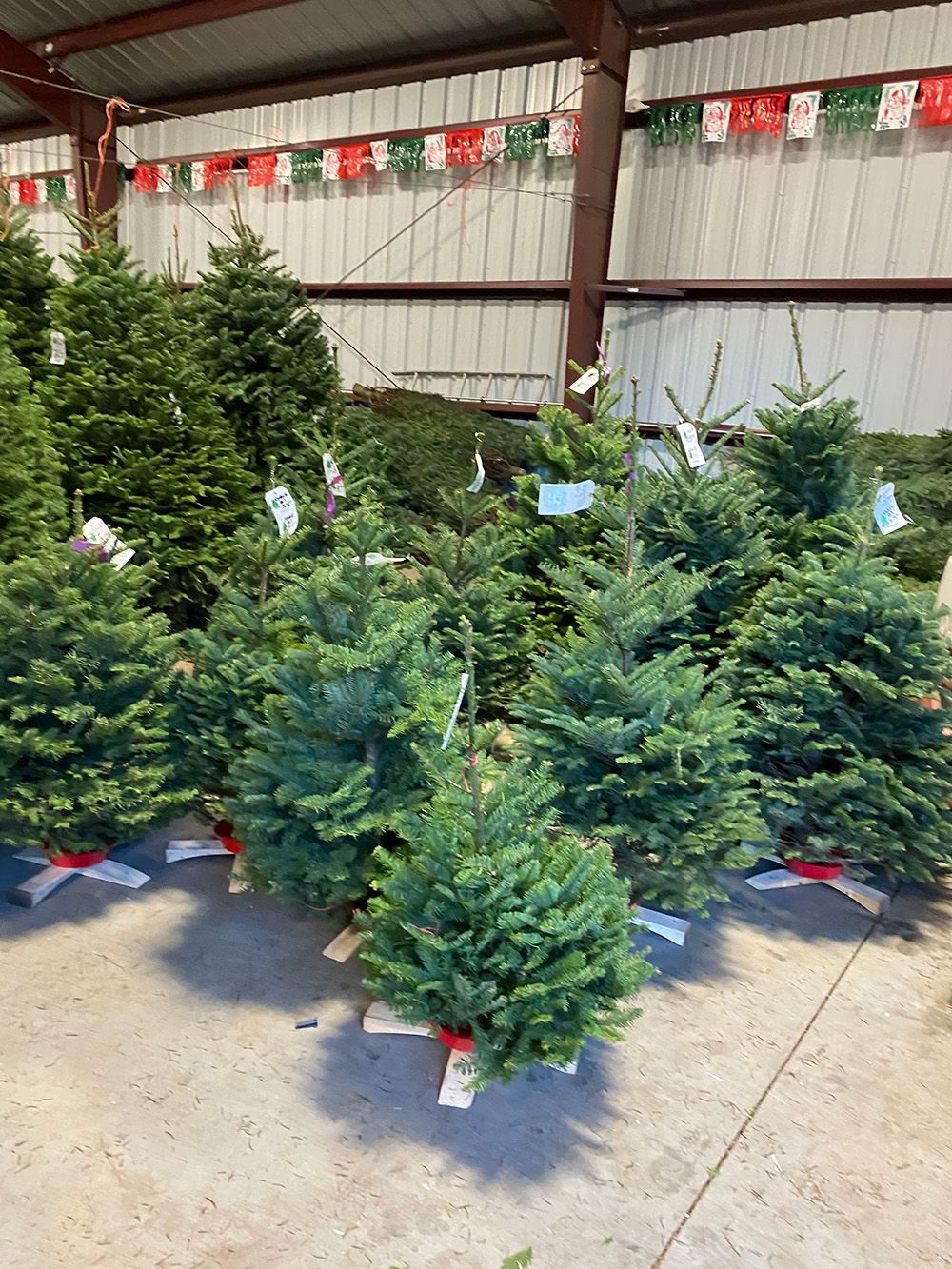 an array of pre-cut christmas trees in stands